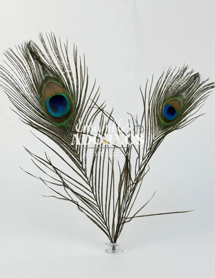 PLUMA PAVO REAL 30-35CM (PQT X 10 UND)
