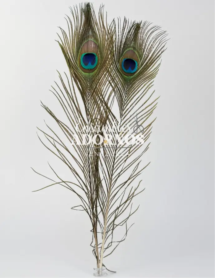 PLUMA PAVO REAL 40-45CM (PQT X 10 UND)