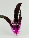 PLUMA DE GALLO 25-29CM (PQT X 10 UND)